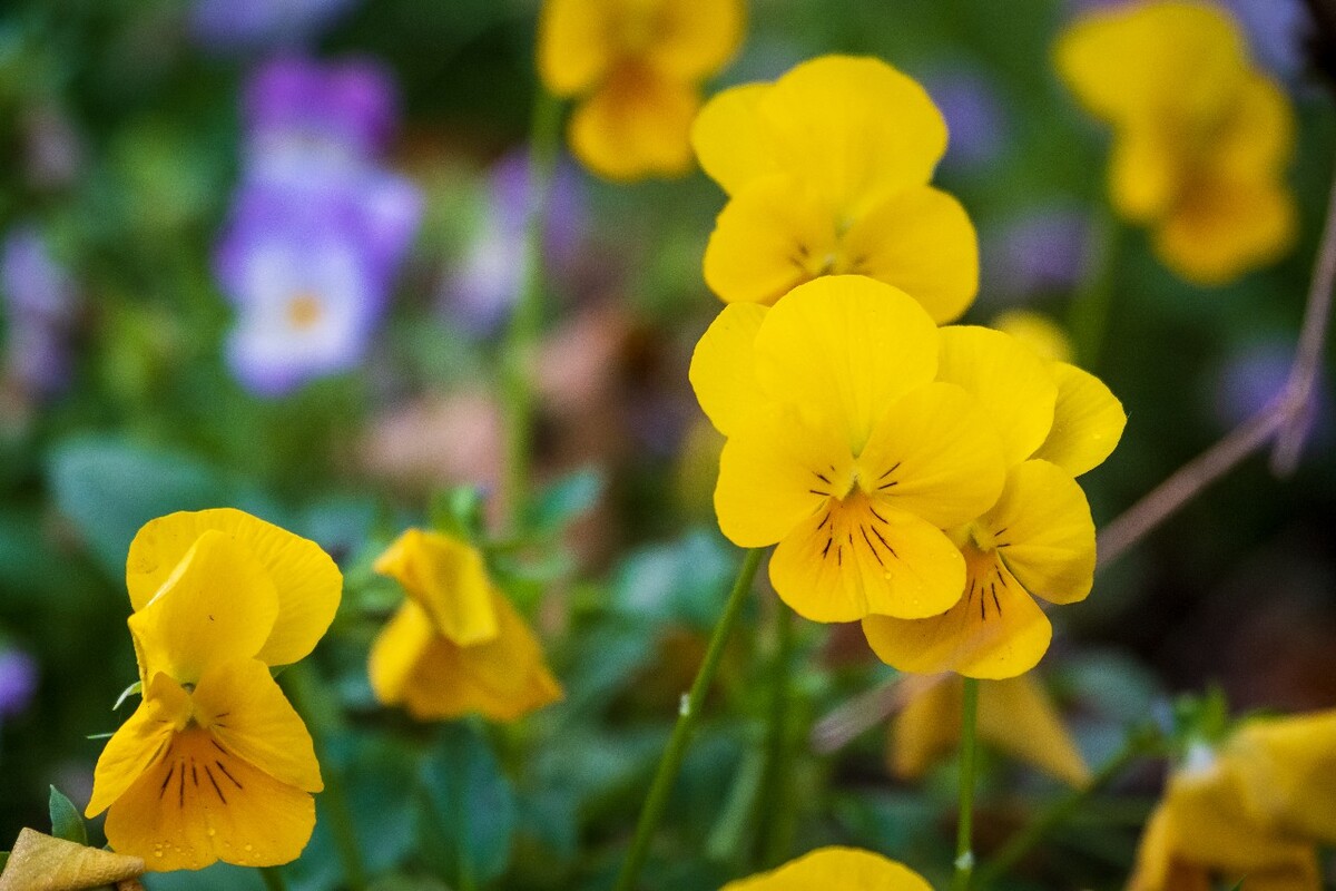 花儿 花卉 花草 自然 风景 风光 摄影 图片 素材 植物 小花 香堇菜