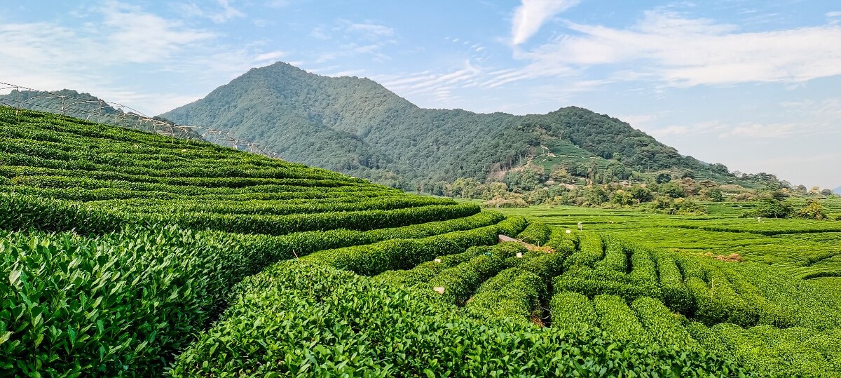 茶园 茶叶 茶村 龙坞 茶山 茶镇 龙坞茶山 杭州龙坞茶园 杭州龙坞茶村 杭州龙坞茶山