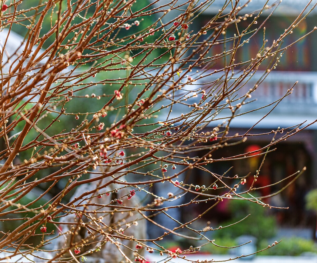 花 花骨朵 花城 植物 建筑 摄影 特写 生活 广州 梅花 寒梅