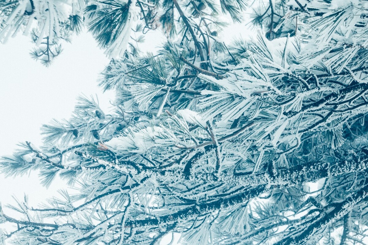 雪景 自然 风景 自然风光 大自然 黄山雪景 黄山风光 树枝上的雪 积雪 千里冰封 万里雪飘 银妆素裹
