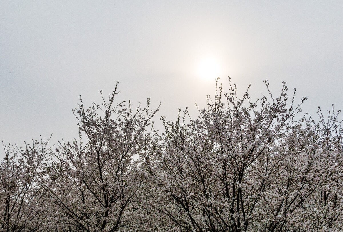 日本樱花 樱花 东京樱花 Cherry Tree 花儿 花卉 植物 太子湾樱花 樱花