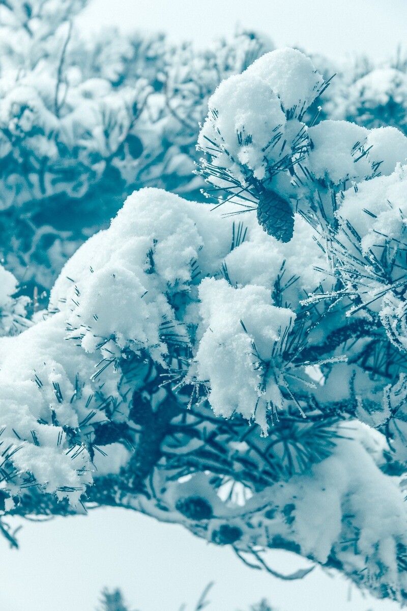 植物 雪景 大自然 自然 雪中的植物 白雪 黄山雪景 索道 黄山 森林雪景