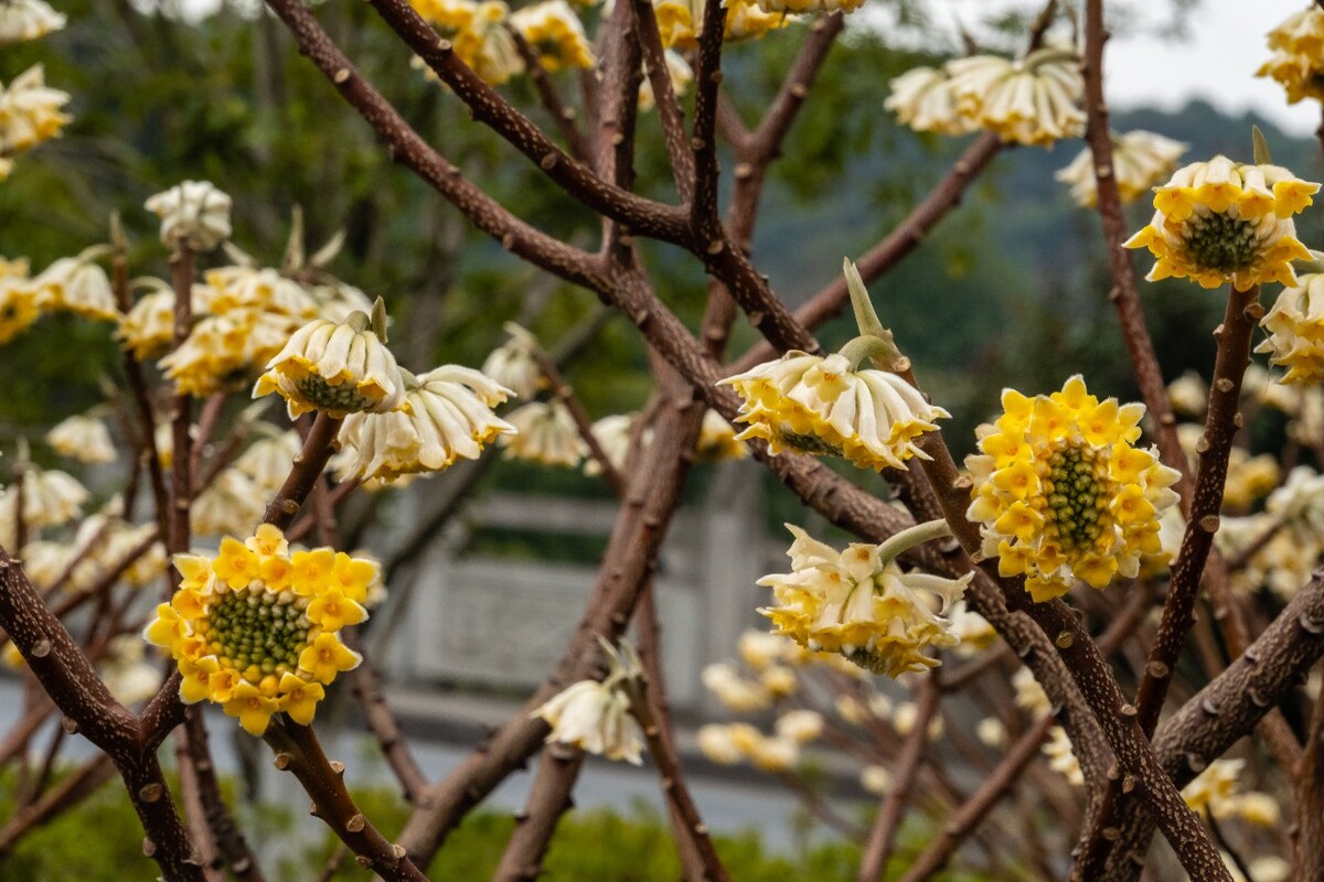 喜花 结香 爱情树 花朵 花卉 球形花 盛开 鲜花 绽放 打结花 打结树 黄瑞香 家香 喜花 梦冬花