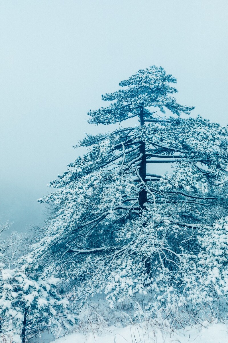 雪景 大自然 自然 风光 黄山雪景 摄影 银妆素裹 千里冰封 万里雪飘 旅游 树枝上的雪 森林雪景