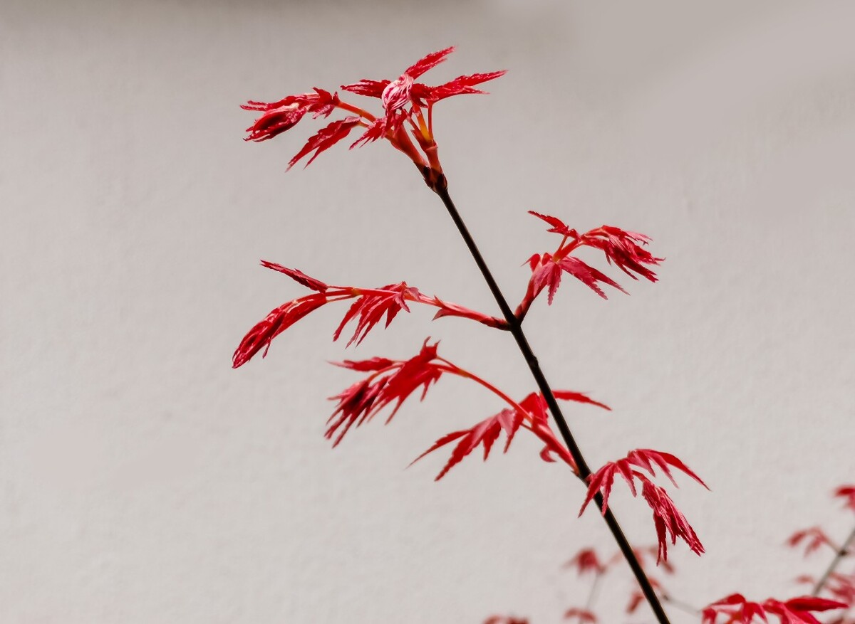 红叶 枫叶 叶子 树叶 摄影 植物 红色的树叶 风光 静物