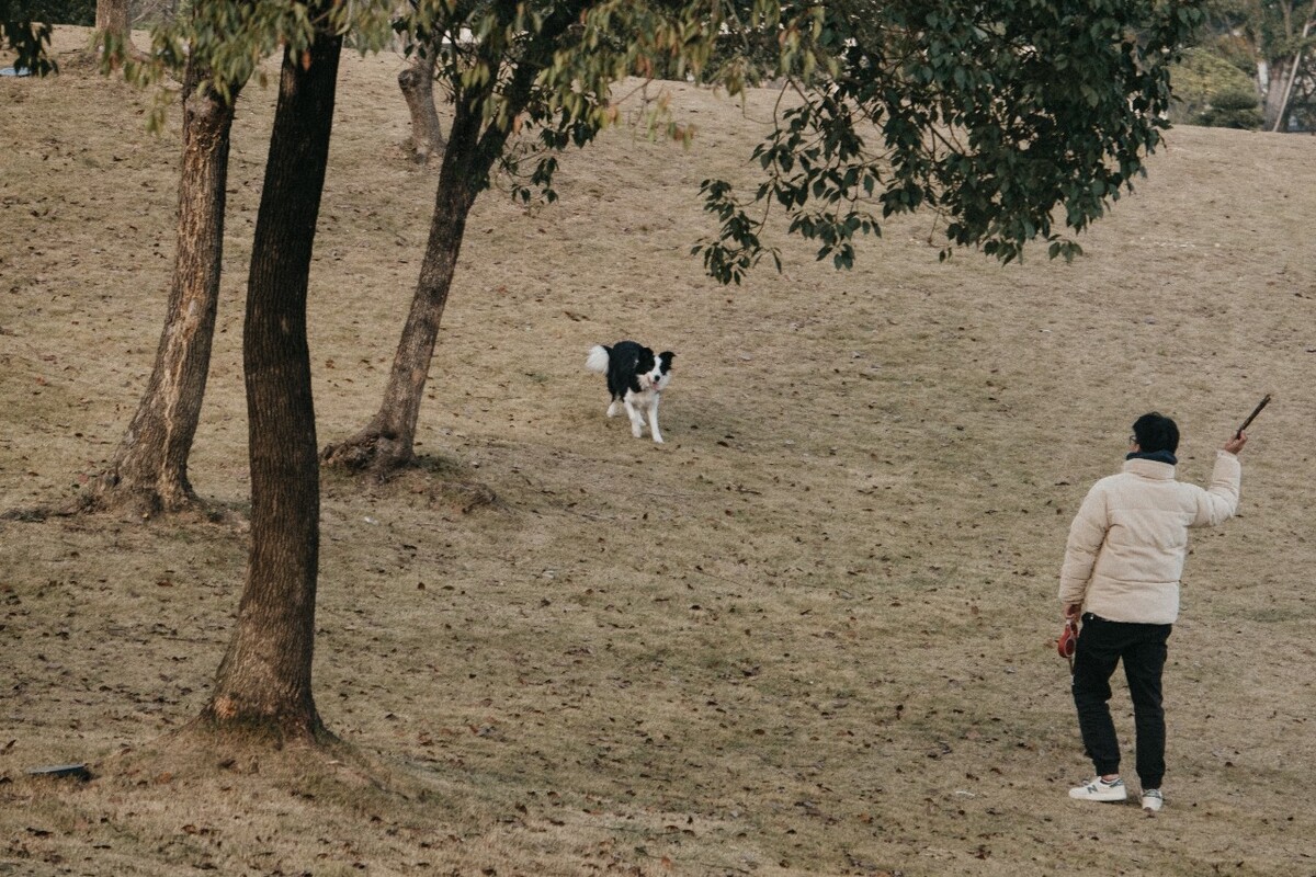 人与动物 宠物摄影 摄影 动物 边牧 边境牧羊犬 如影随形 飞盘狗世界杯大赛的主角 和睦相处 嬉戏 训练