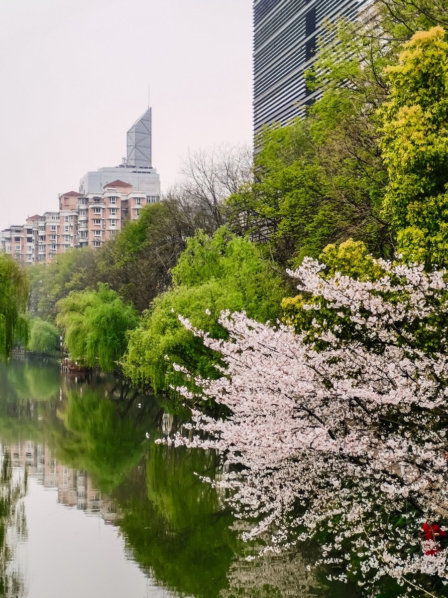 樱花 风景 风光 自然 建筑 城市 摄影 街拍 手机 花 树 河 湖水