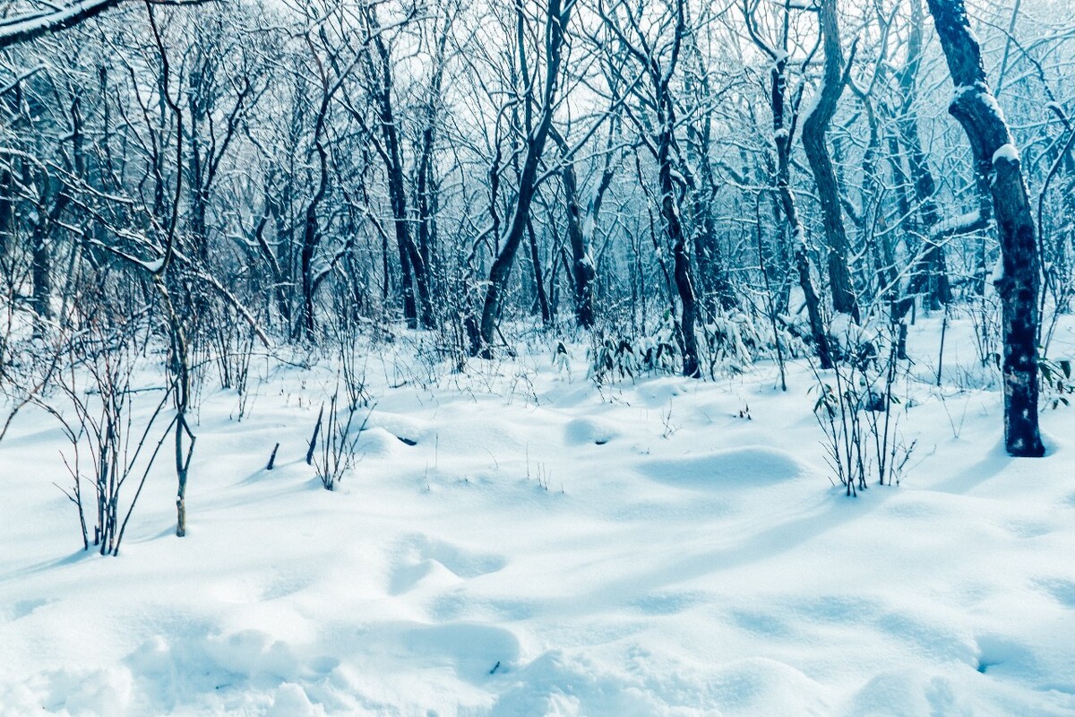 雪景 大自然 自然 风光 黄山雪景 摄影 银妆素裹 千里冰封 万里雪飘 旅游 树枝上的雪 森林雪景