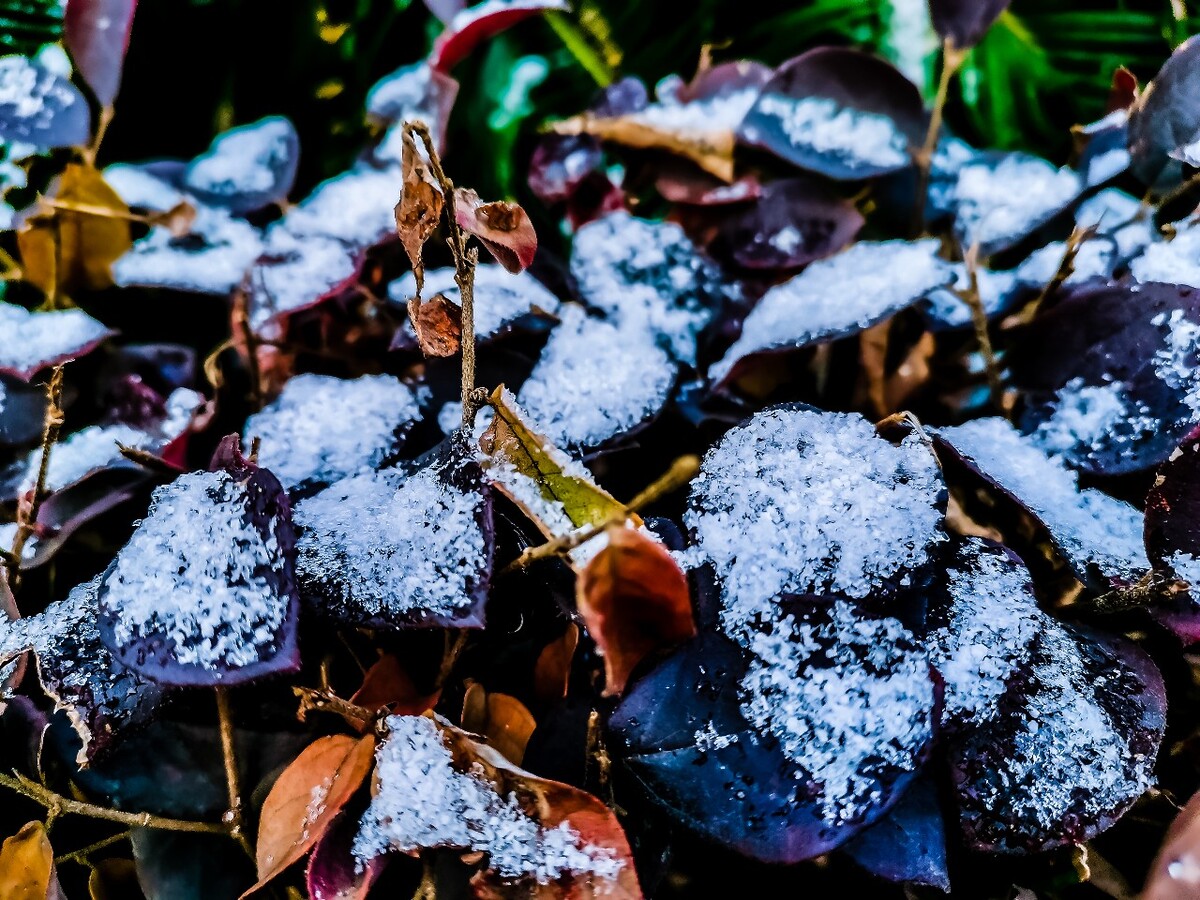 雪 初雪 杭州初雪 雪 自然 风景 地上的雪 雪景 好久不见的雪 冰晶 雪晶 植物上的雪