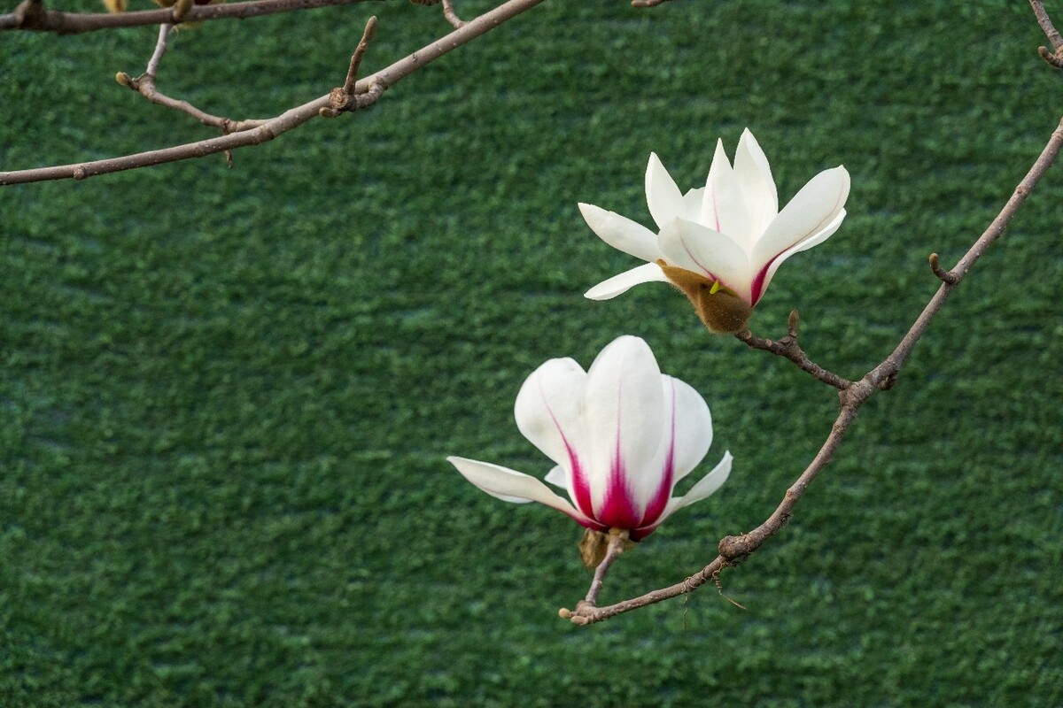白玉兰 木兰 玉兰花 迎春花 望春 应春花 玉堂春 辛夷花 玉兰