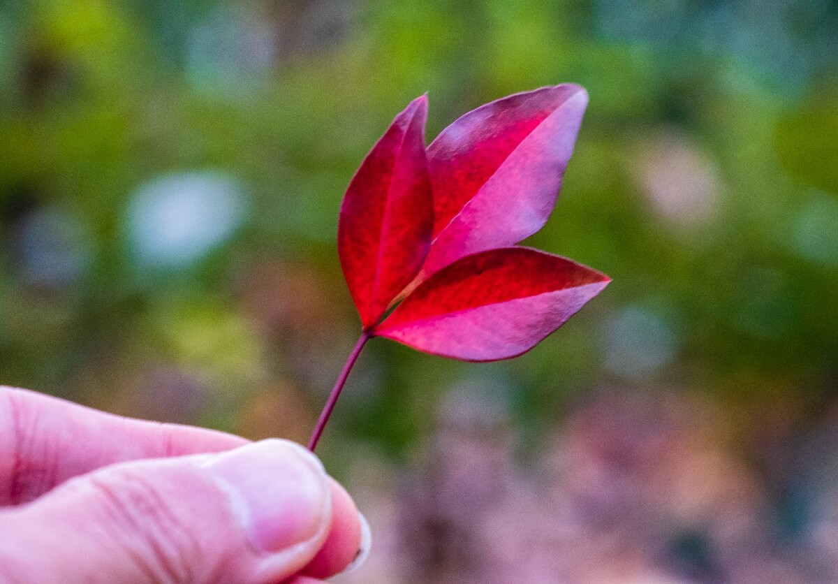 叶子 树叶 红叶  红色的树叶  三瓣叶子  自然 风光 摄影 特写
