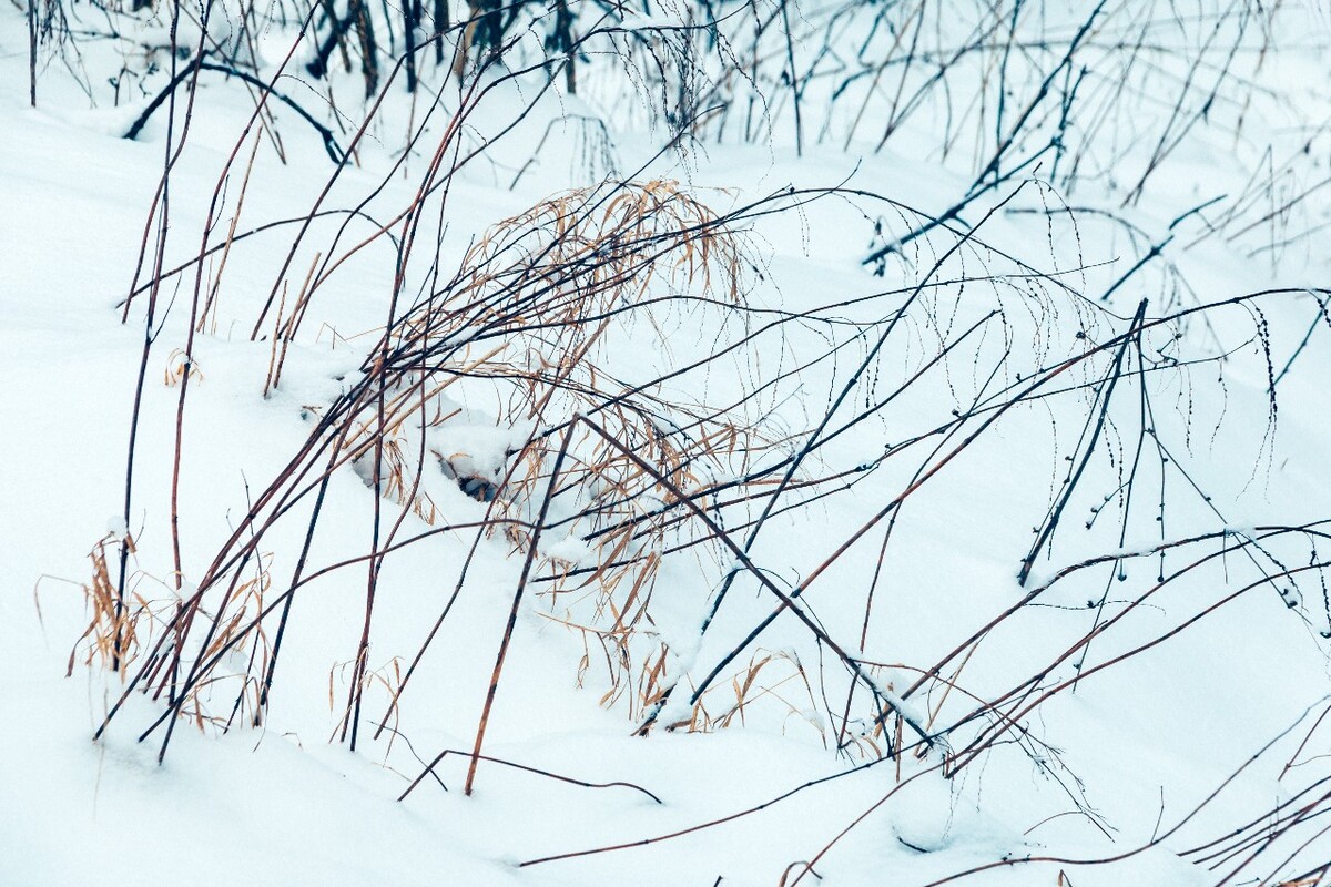 摄影 雪景 大自然 黄山 黄山雪景 雪中黄山 森林雪景 植物上的雪 小草