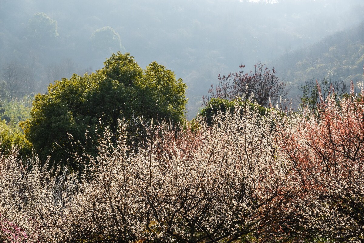 梅花 植物 花卉 花朵 超山 梅花 超山梅花节 摄影 超山梅花节 风景 自然 杭州超山