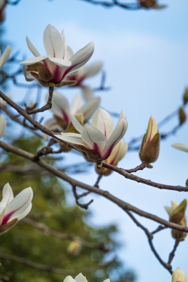 白玉兰 木兰 玉兰花 迎春花 望春 应春花 玉堂春 辛夷花 玉兰