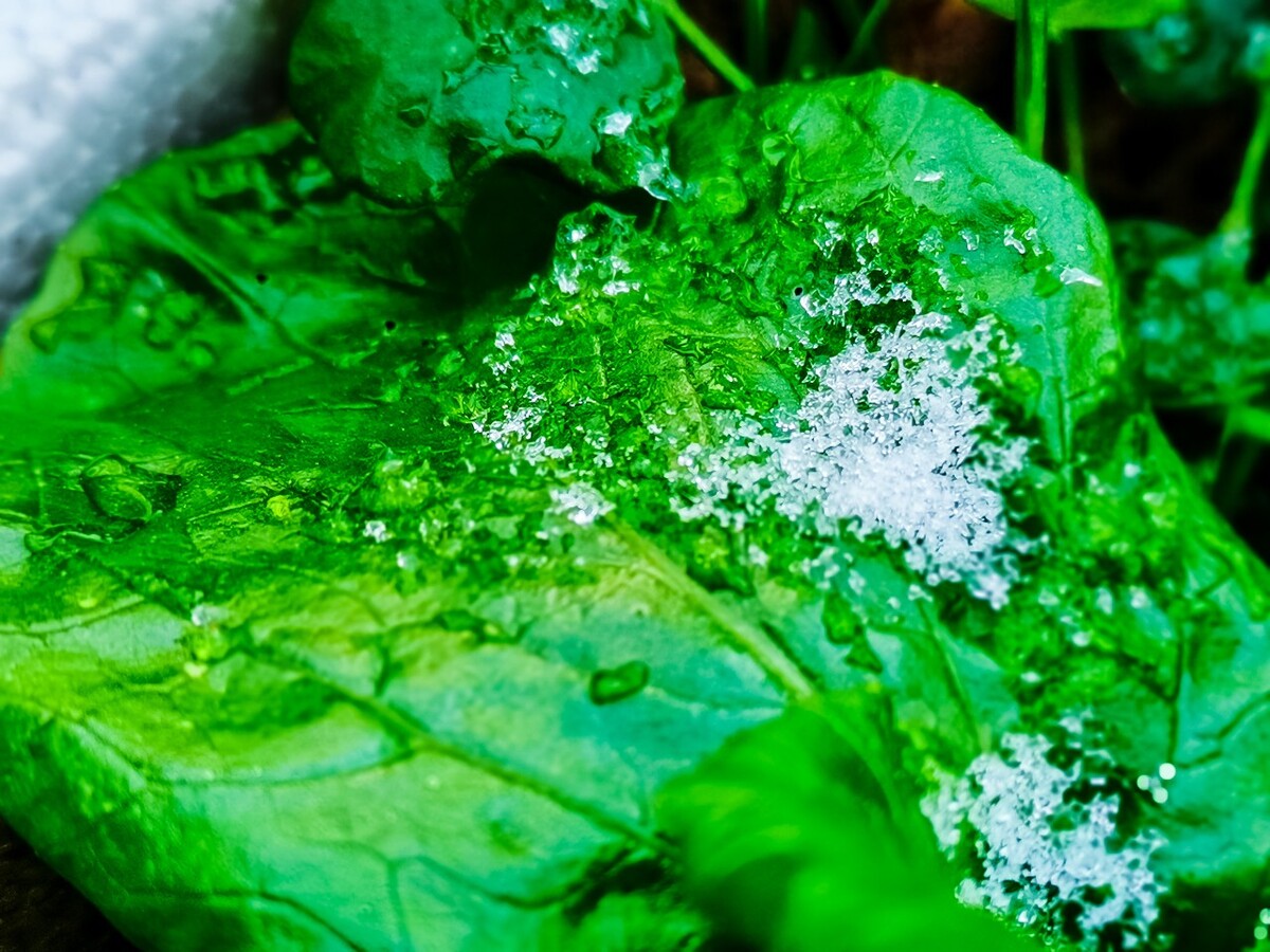 雪 初雪 杭州初雪 雪 自然 风景 地上的雪 雪景 好久不见的雪 冰晶 雪晶 青菜上的雪