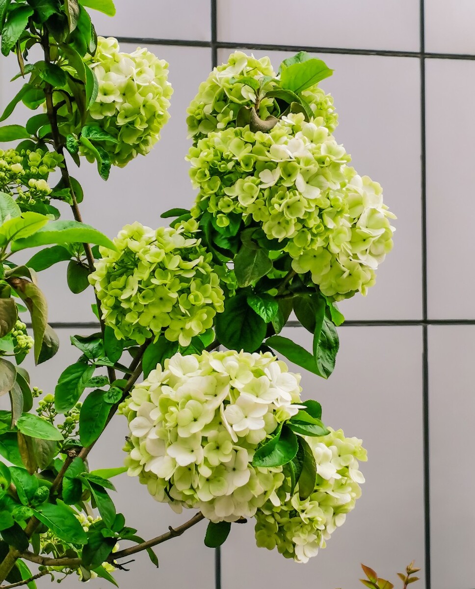 八仙花 粉团花 草绣球 紫绣球 紫阳花 绣球 大八仙花 花朵 花草 摄影 植物