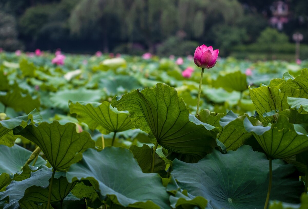 荷叶 荷塘 荷 植物 叶子 莲花 水芙蓉 莲花 水芙蓉 藕花 芙蕖 水芝 水华 泽芝 中国莲 摄影 特写 自然 风光
