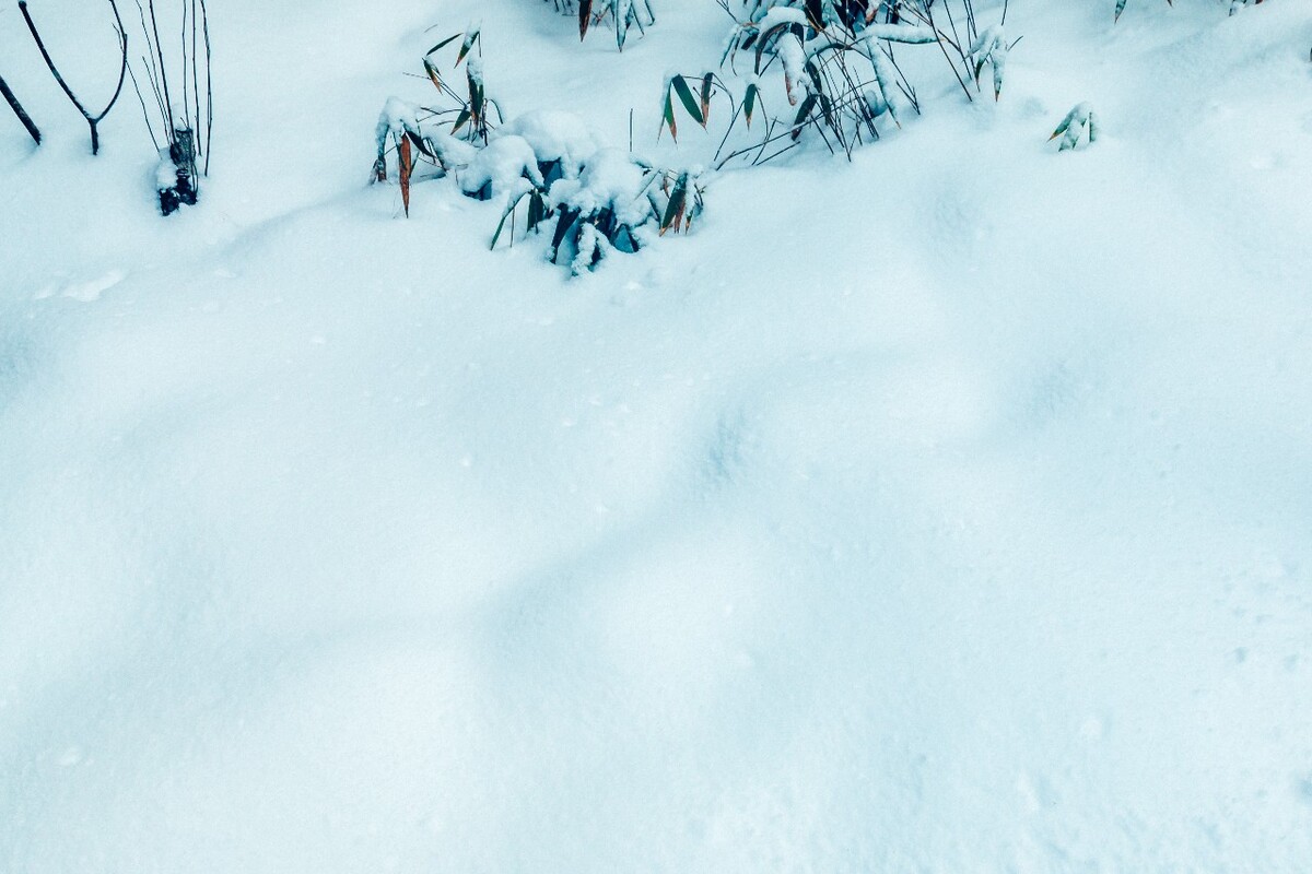 摄影 雪景 大自然 黄山 黄山雪景 雪中黄山 森林雪景 植物上的雪 小草