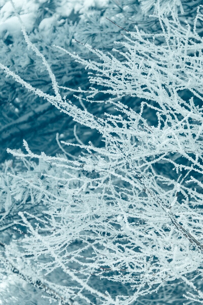 雪景 自然 风景 自然风光 大自然 黄山雪景 黄山风光 树枝上的雪 积雪 千里冰封 万里雪飘 银妆素裹