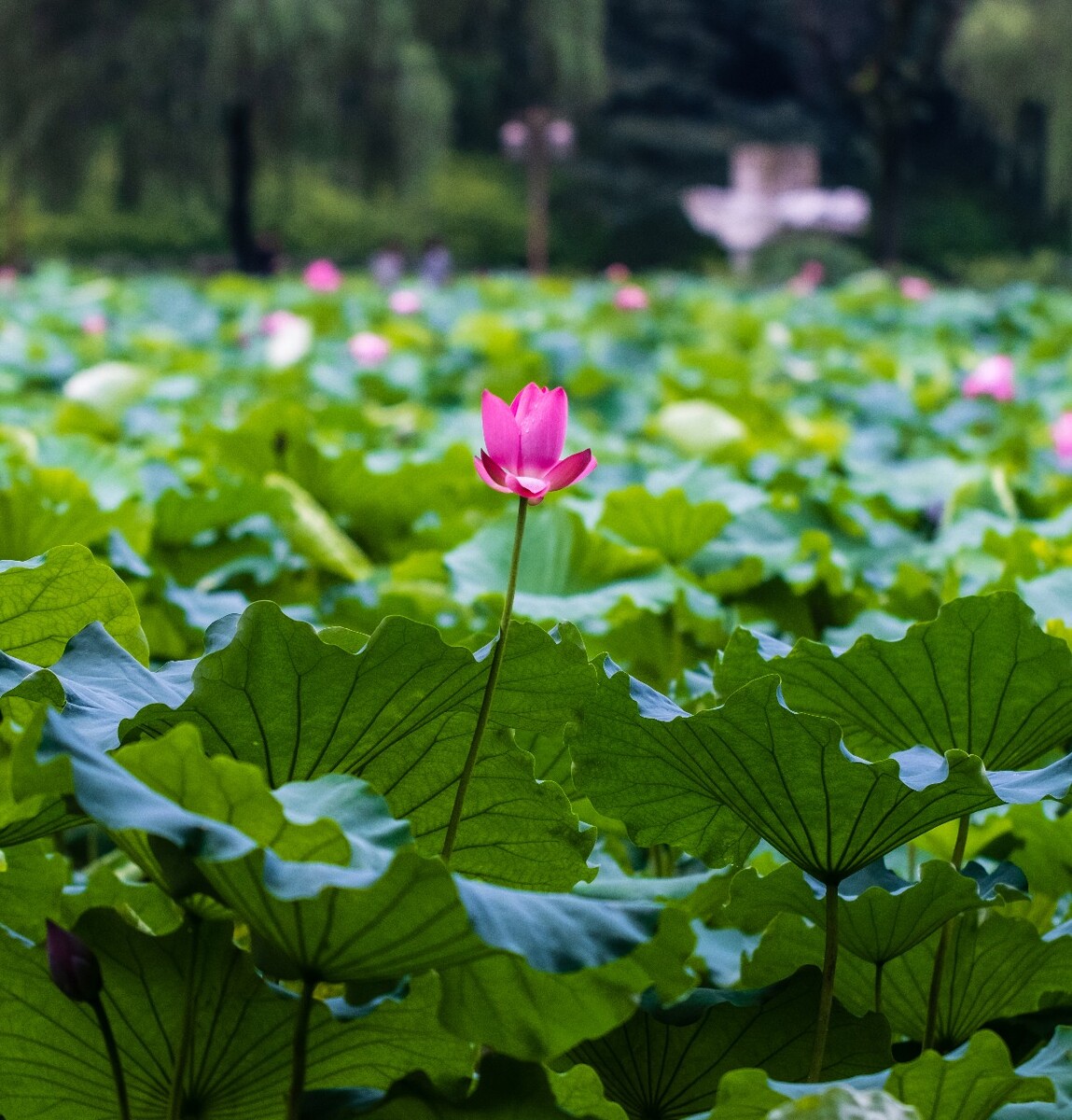荷叶 荷塘 荷 植物 叶子 莲花 水芙蓉 莲花 水芙蓉 藕花 芙蕖 水芝 水华 泽芝 中国莲 摄影 特写 自然 风光
