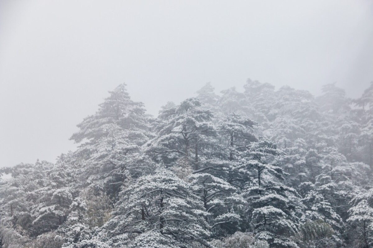 雪景 自然 风景 自然风光 大自然 黄山雪景 黄山风光 树枝上的雪 积雪 千里冰封 万里雪飘 银妆素裹