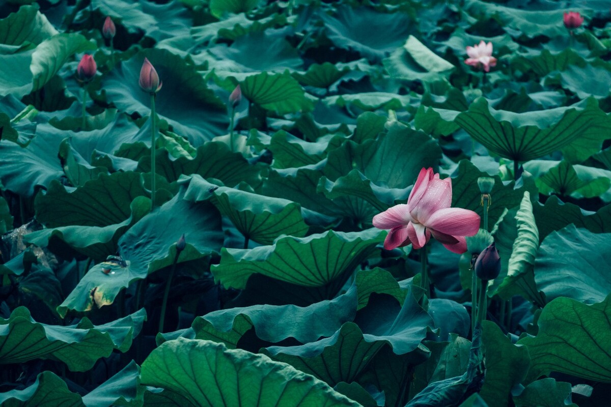 荷花 莲花 水芙蓉 草本花卉 莲花 水芙蓉 藕花 芙蕖 水芝 水华 泽芝 中国莲 摄影 特写