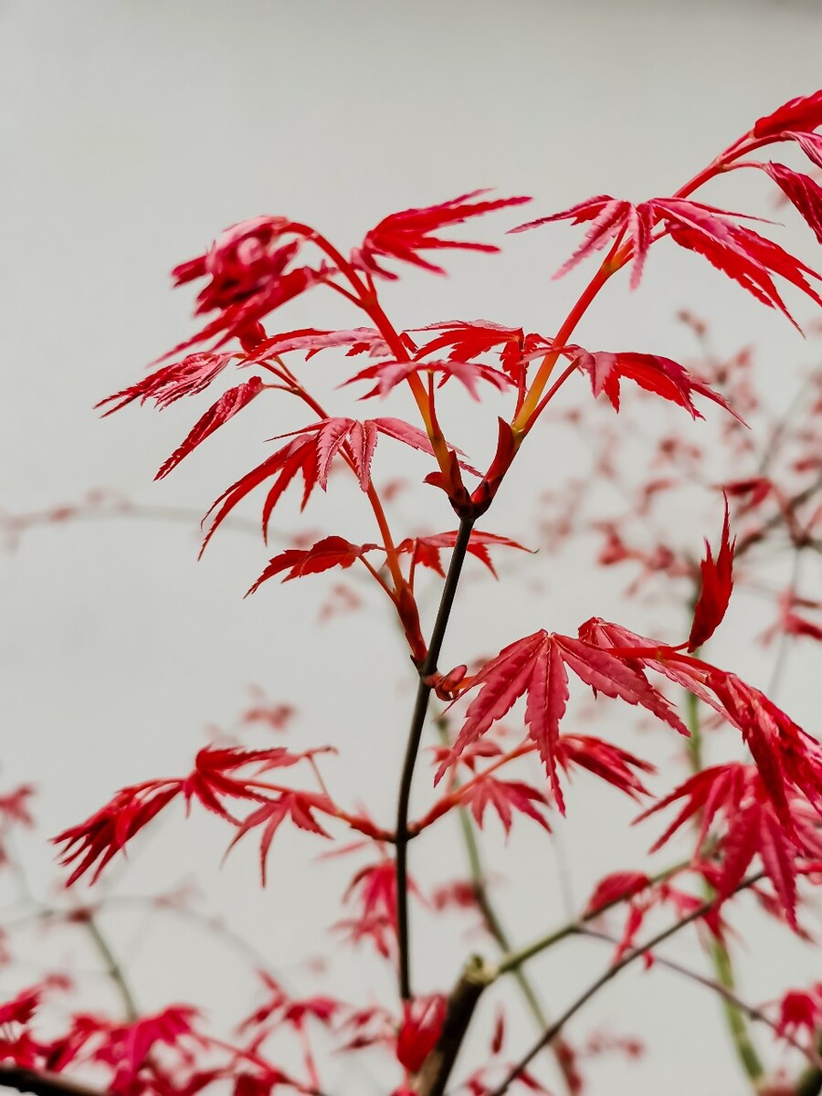 红叶 枫叶 叶子 树叶 摄影 植物 红色的树叶 风光 静物