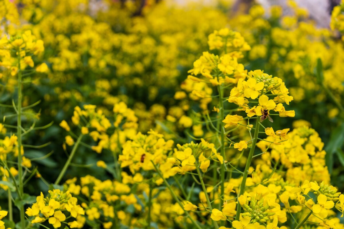 花 黄色的油菜花 油菜花 菜花 春天 芸薹 Rape flowers 植物 花朵 花儿 花卉