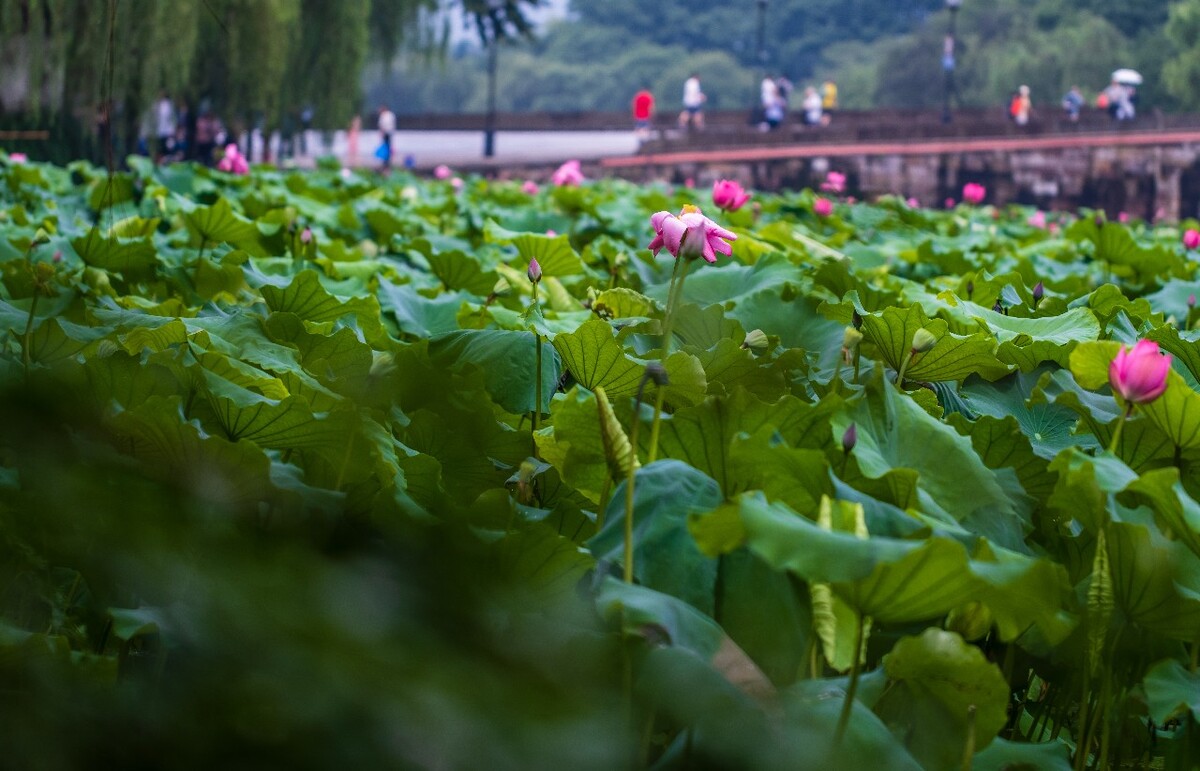 荷叶 荷塘 荷 植物 叶子 莲花 水芙蓉 莲花 水芙蓉 藕花 芙蕖 水芝 水华 泽芝 中国莲 摄影 特写 自然 风光
