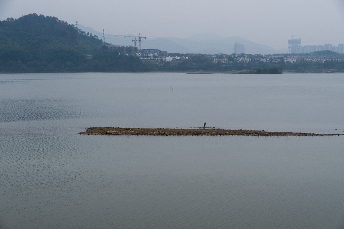 青山湖白鹭 白鹭 湖水 青山湖 风光 风景 水 湖 白鹤 鸟 大白鹭 中白鹭 小白鹭 黄嘴白鹭