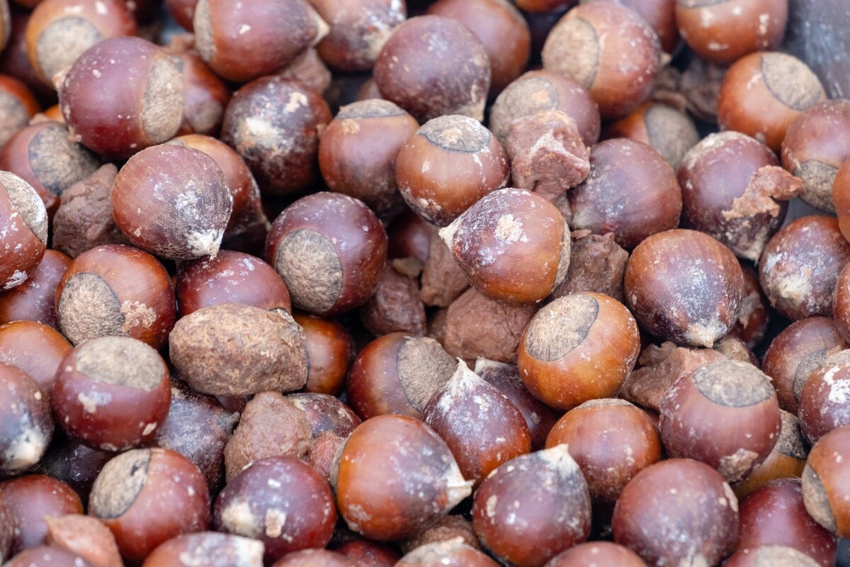 板栗 栗子 水果 坚果 食品 美食 小吃