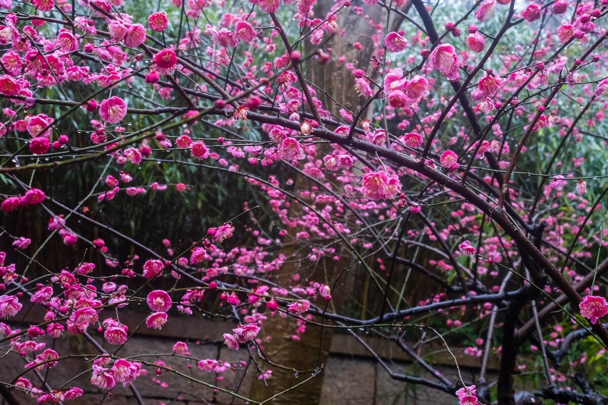雨中梅 梅花 植物 花卉 花草 寒梅 红梅 雨中红梅 自然 风光 图片 素材 特写 梅花特写 Red plum