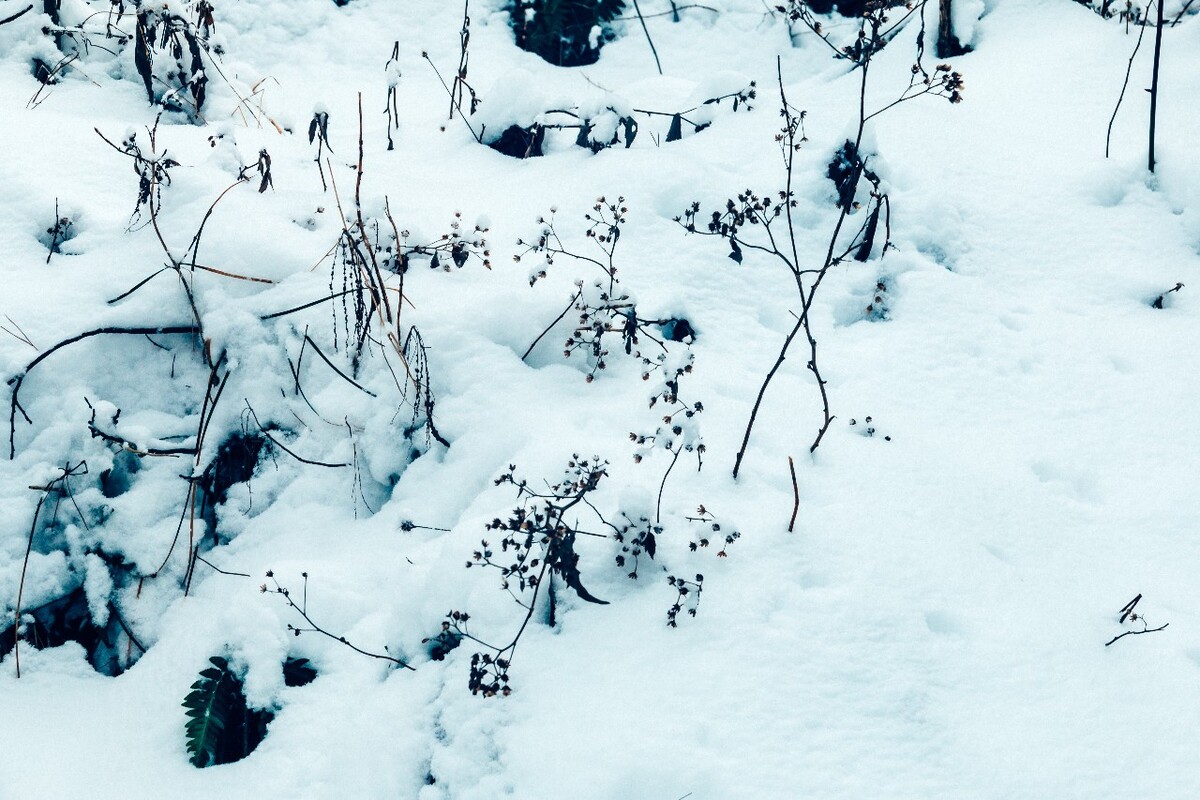 植物 雪景 大自然 自然 雪中的植物 白雪 黄山雪景 索道 黄山 森林雪景
