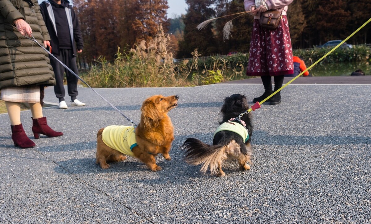 腊肠犬 金毛 狗狗 宠物 旺星人 摄影 特写 图片 宠物摄影 猎犬