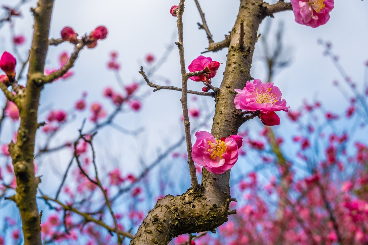 梅 中国十大名花之首 梅花 红梅 花儿 红梅开放 摄影 特写 梅开百花之先,独天下而春