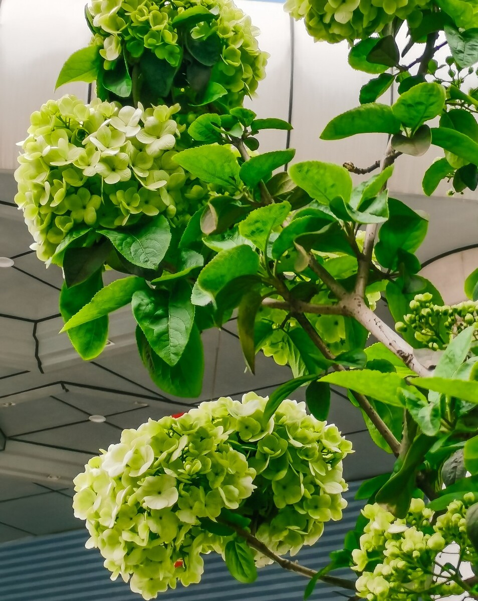 八仙花 粉团花 草绣球 紫绣球 紫阳花 绣球 大八仙花 花朵 花草 摄影 植物