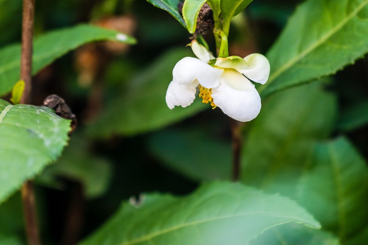 茶园风光 龙井茶园风光 茶叶 茶园 自然风光 茶树 茶 茶花 风光 摄影 特写 山茶花