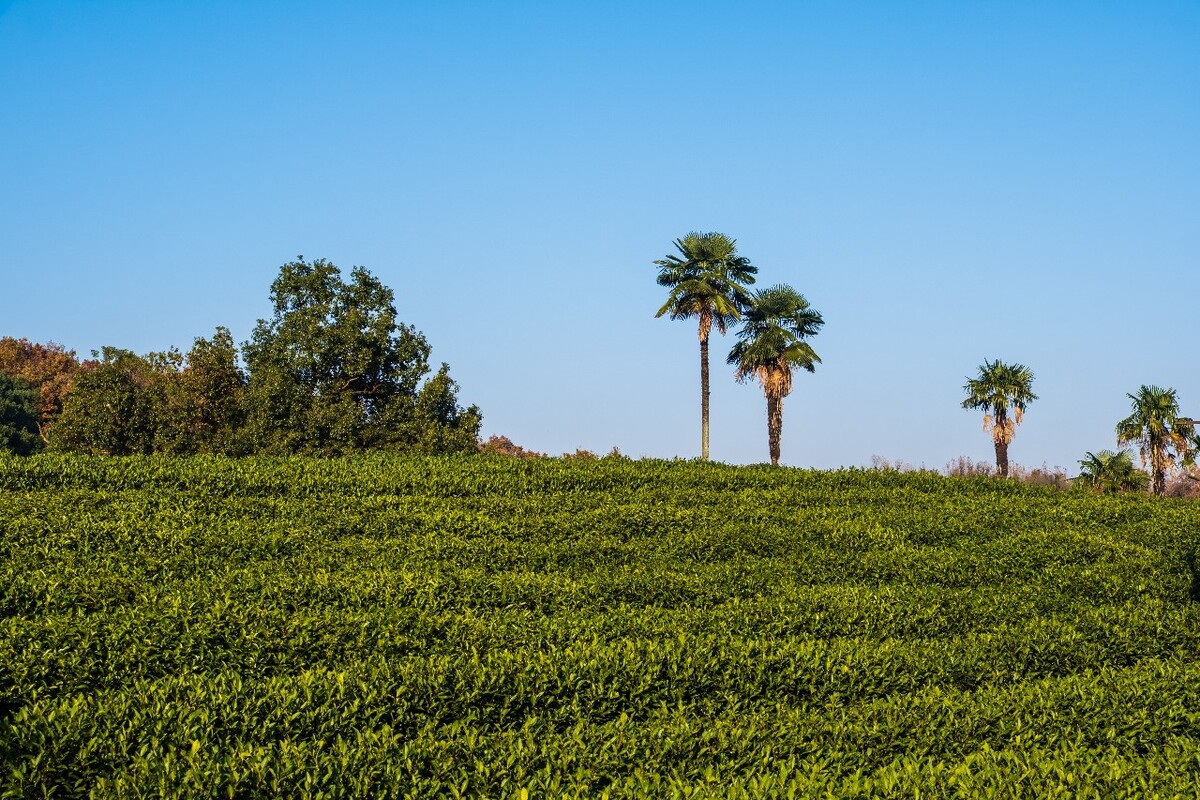 龙井茶园 茶园风光 茶园 茶园风貌 摄影 茶叶 茶 茶园 龙井茶 风光 特写 摄影 茶艺 龙井茶叶龙井茶园 茶园风光 茶园 茶园风貌 摄影 茶叶 茶 茶园 龙井茶 风光 特写 摄影 茶艺 龙井茶叶