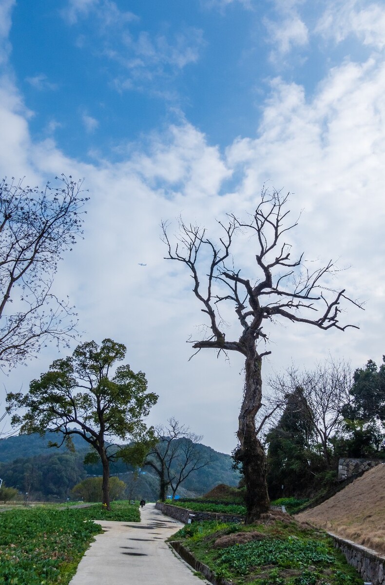 湘湖风光 自然 风光 摄影 风景 旅游 旅行 自然 树 鸟 天空 树