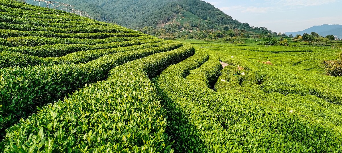 茶园 茶叶 茶村 龙坞 茶山 茶镇 龙坞茶山 杭州龙坞茶园 杭州龙坞茶村 杭州龙坞茶山