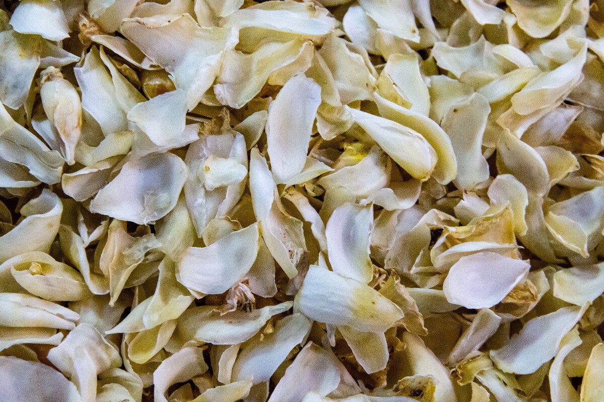 白合 百合 食材 