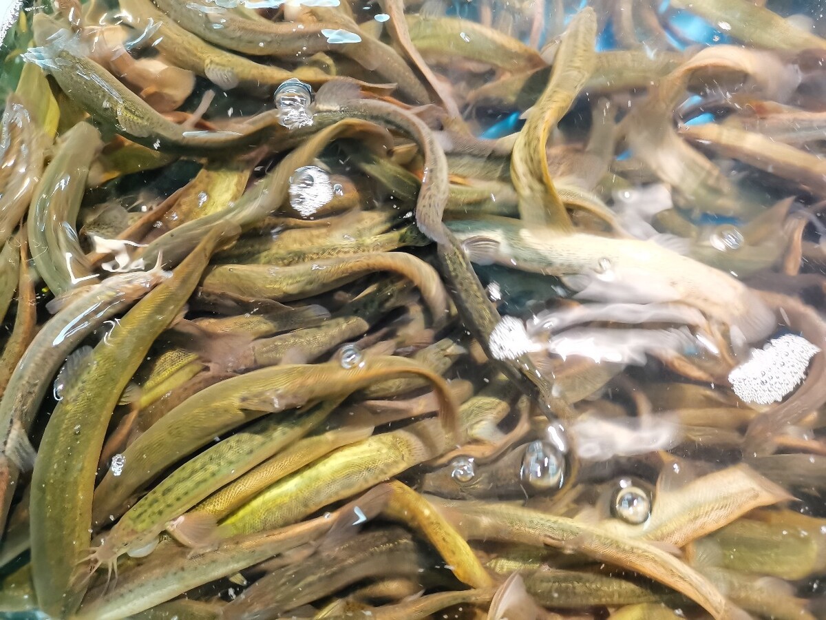 图片 摄影 素材 泥鳅 鱼鳅 泥鳅鱼 拧沟 泥沟娄子 鳅类 底栖鱼类 鳅科