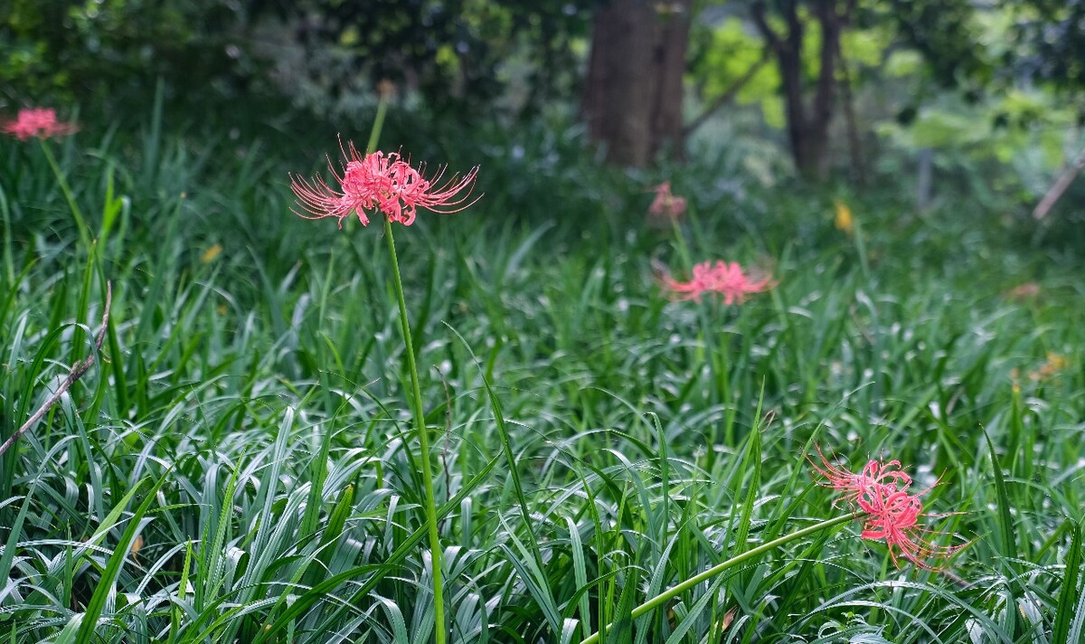 曼珠沙华 彼岸花 花花草草
