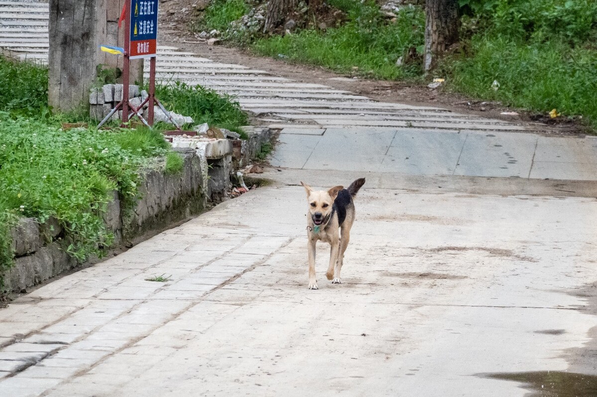 狗狗 田园犬 宠物 旺仔  狗 宠物摄影 动物