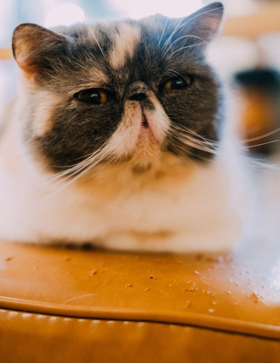 猫 猫科动物 动物 猫亚科 豹亚科 猫咪 家猫 野猫 喵星人 可爱的猫猫 英短 虎斑