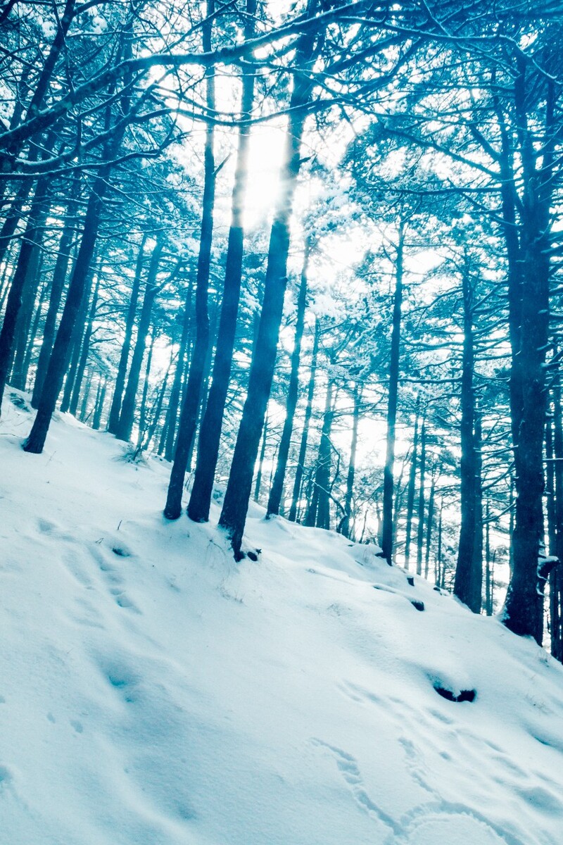 雪景 自然 风景 自然风光 大自然 黄山雪景 黄山风光 树枝上的雪 积雪 千里冰封 万里雪飘 银妆素裹