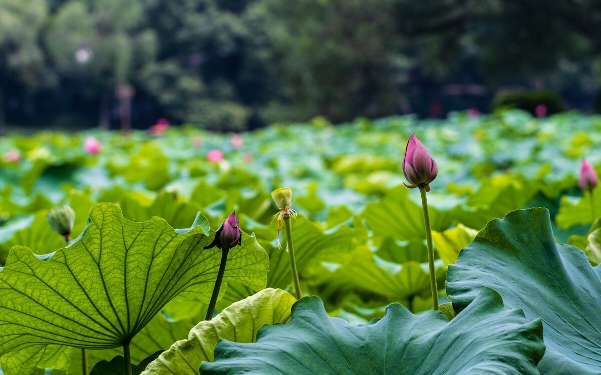 荷叶 荷塘 荷 植物 叶子 莲花 水芙蓉 莲花 水芙蓉 藕花 芙蕖 水芝 水华 泽芝 中国莲 摄影 特写 自然 风光