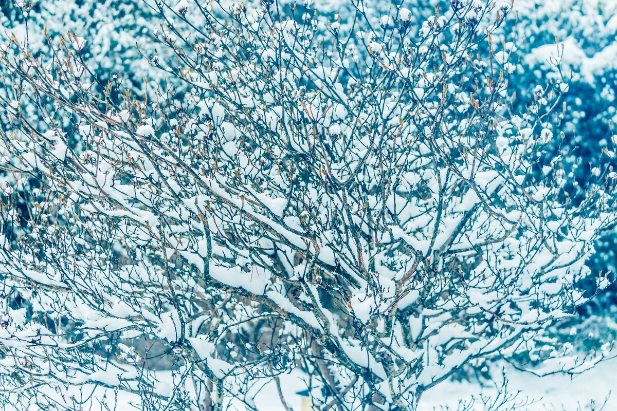 雪景 自然 风景 自然风光 大自然 黄山雪景 黄山风光 树枝上的雪 积雪 千里冰封 万里雪飘 银妆素裹