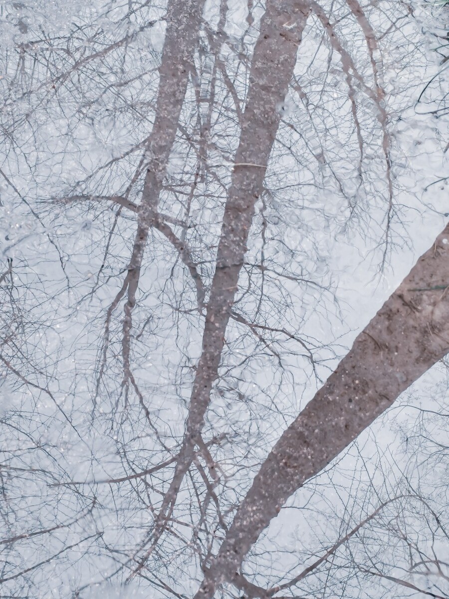 另一个世界 水中的世界 倒影 水波 银杏树 摄影 特写 风光 自然 水 雨天 雨水 风光爱好者