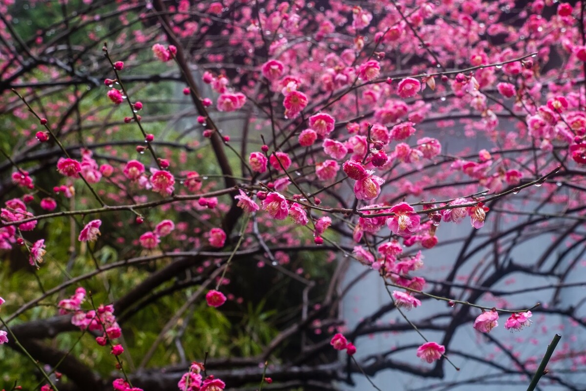 雨中梅 梅花 植物 花卉 花草 寒梅 红梅 雨中红梅 自然 风光 图片 素材 特写 梅花特写